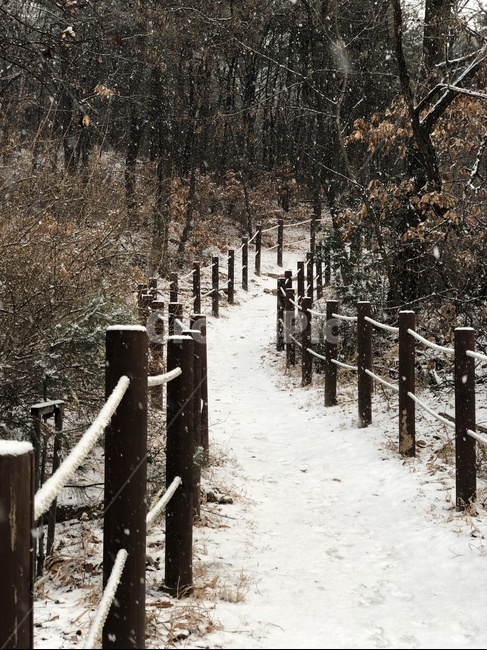 겨울,산행,산,뒷산,산책,눈,배경,겨울,계절,winter,season,자연,풍경,nature,landscape,tree,나무,plant,식물
