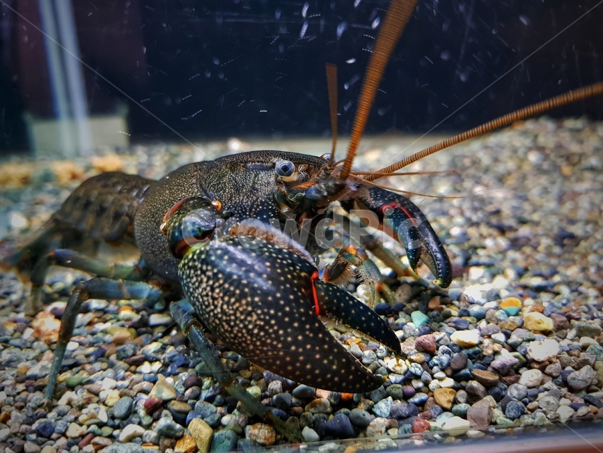 가재,쿠낙,호주가재,cheraxglaber,cheraxpreissi,동물,animal