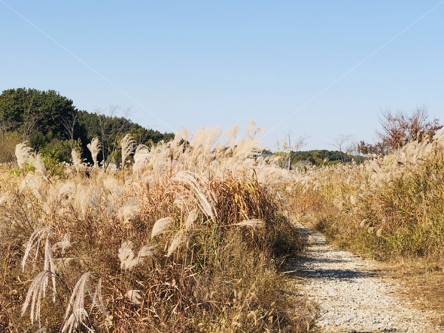 plant,식물,grass,잔디,갈대,가을느낌,갈대밭,가을,가을,계절,fall,autumn,season