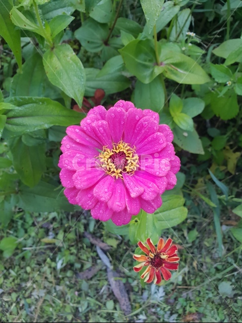 꽃,flower,식물,자연,힐링,숲,산책,식물,자연,plants,nature,꽃,flower