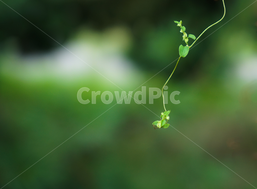 식물,넝쿨,자연,야생,꽃,뜰꽃,식물,자연,plants,nature,꽃,flower