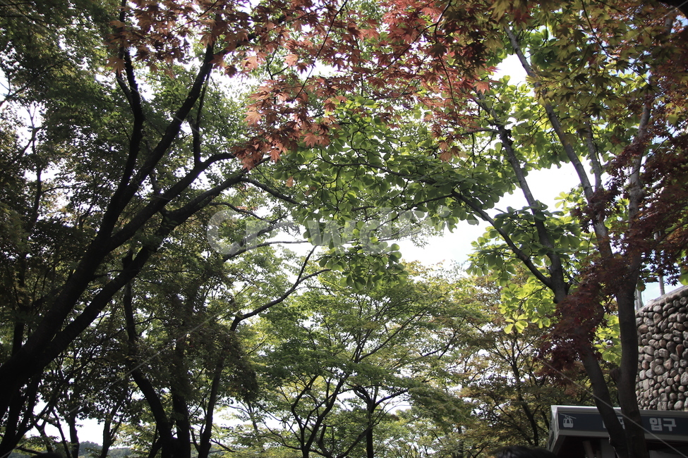 plant,식물,tree,나무,treetrunk,나무줄기,숲,햇볕,햇살,초록,영롱,나뭇잎,자연,자연,풍경,nature,landscape,tree trunk,나무 줄기