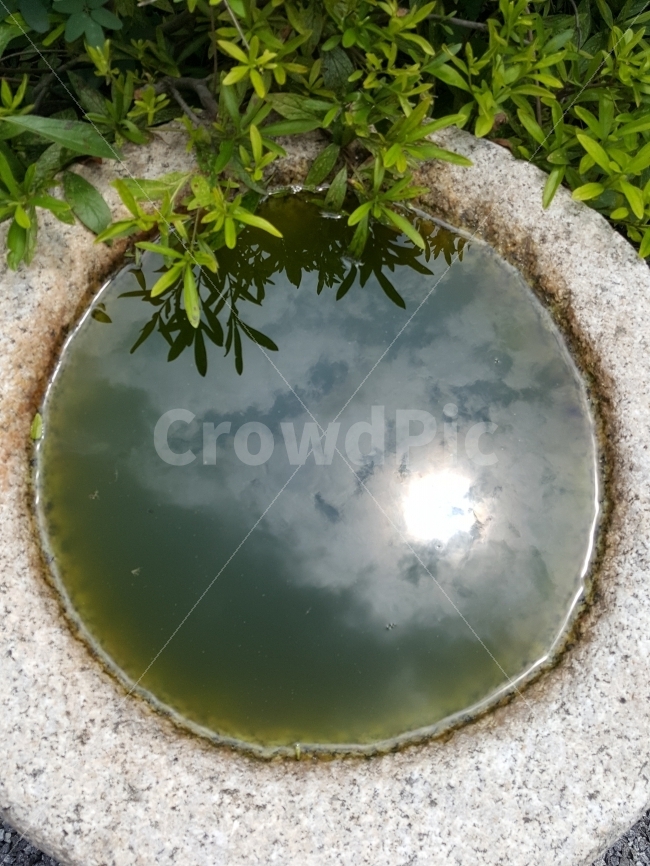 우물,웅덩이,하늘,해,구름,식물,자연,plants,nature