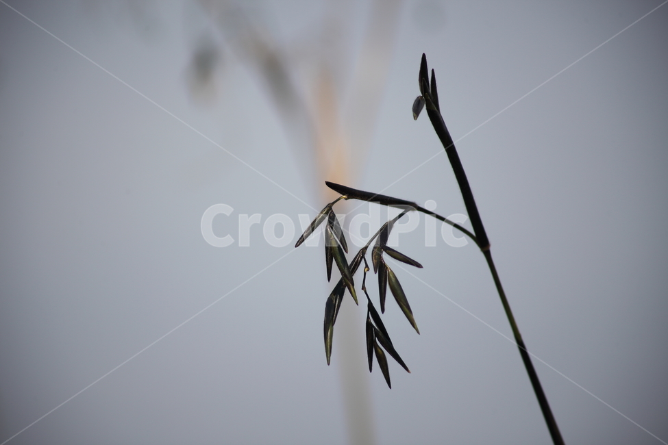 꽃,식물,온실,plant,flower,식물,자연,plants,nature