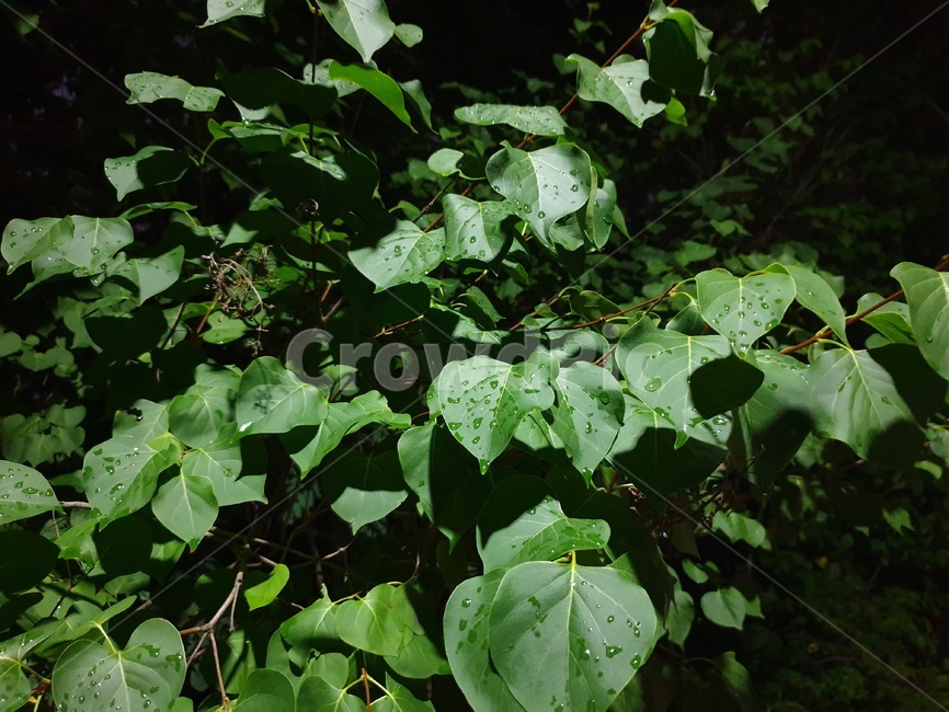 비,이슬,공원,숲,밤,나뭇잎,풀,비온뒤,녹색,자연,풀잎,green,eco,afterrain,park,forest,식물,자연,plants,nature