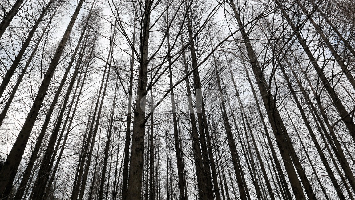 나무,식물,숲,울창,밀림,식물,자연,plants,nature,나무,trees,wood