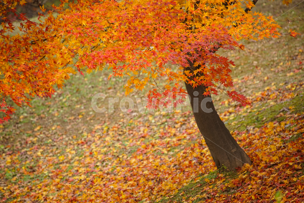 단풍,나무,낙엽,가을,계절,감성,공원,식물,자연,가을,계절,fall,autumn,season,식물,자연,plants,nature,나무,trees,wood,plant,leaf,잎,tree,maple
