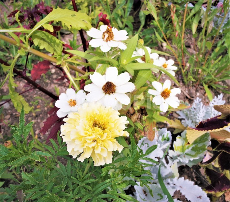 들꽃,야샹화,꽃,피어나다,봄,하얀꽃,배경,자연,wildflowers,fieldflowers,flower,blossom,spring,whiteflower,background,nature,꽃,flower