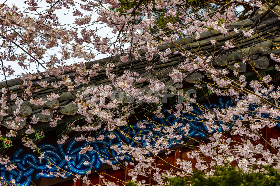 봄,벗꽃,계절,기와,나무,벚나무,풍경,감성,자연,식물,flower,꽃,plant