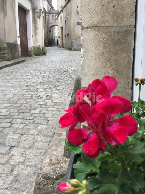 골목길,골목,길,조약돌,집,건축,벽,담장,꽃,식물,앙제,프랑스,alley,road,cobblestone,house,architecture,wall,stonewall,flower,plant,angers,france