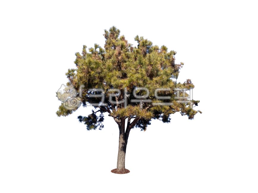 treetrunks,yard,screen,branch,street tree,tree trunk,leaves,separation,wood,avenue,treebranches,tree,png,twigs,isolation,branches,transparent background,outside,background,plant,greenbelt,stems,forest,pine,tree branch,botany,isolated,Pine tree,plants,twig