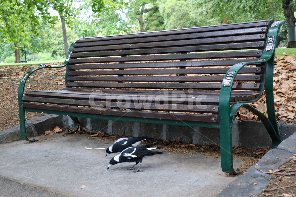 새,까치,커플,벤치,bird,magpie,couple,bench,동물,animal,조류,새,birds