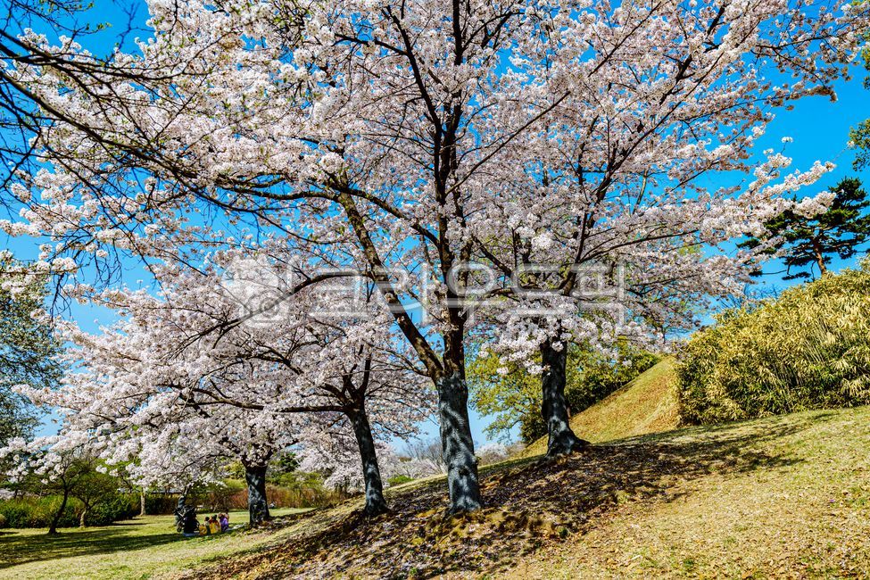 벚꽃, cherryblossoms, 플라워, flower, 4월, 사진,이미지,일러스트,캘리그라피 - 드래곤볼작가
