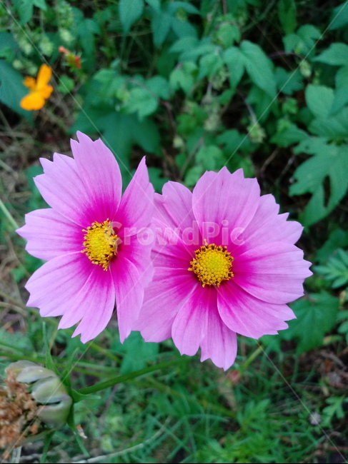 가을,코스모스,꽃,fallautumnseason,식물,가을꽃,plantflower,꽃잎,꽃술,autumnfallfeelingsensible,flower,식물,자연,plants,nature,꽃,flower
