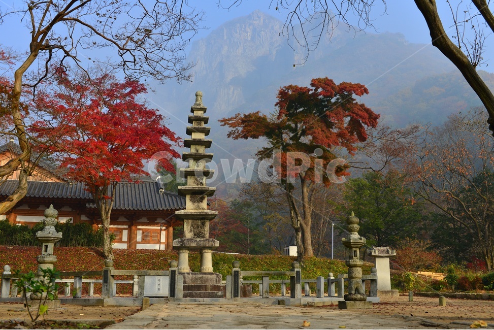 전남,백양사가을,장성,백양사,tree,나무,plant,식물,maple,단풍,leaf,잎,treetrunk,나무줄기,경치,경관,풍경,가을,계절,딘풍잎,추색,추경,outdoors,옥외,nature,자연,pagoda,탑