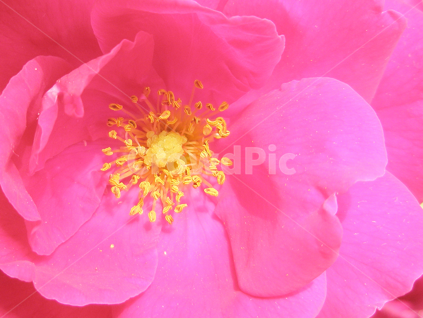 plant,식물,장미,꽃,꽃잎,핑크,레드,붉은색,노란색,암술,수술,rose,flower,pink,red,yellow,botany,알,곤충알,자연,nature,식물,자연,plants,nature,꽃,flower