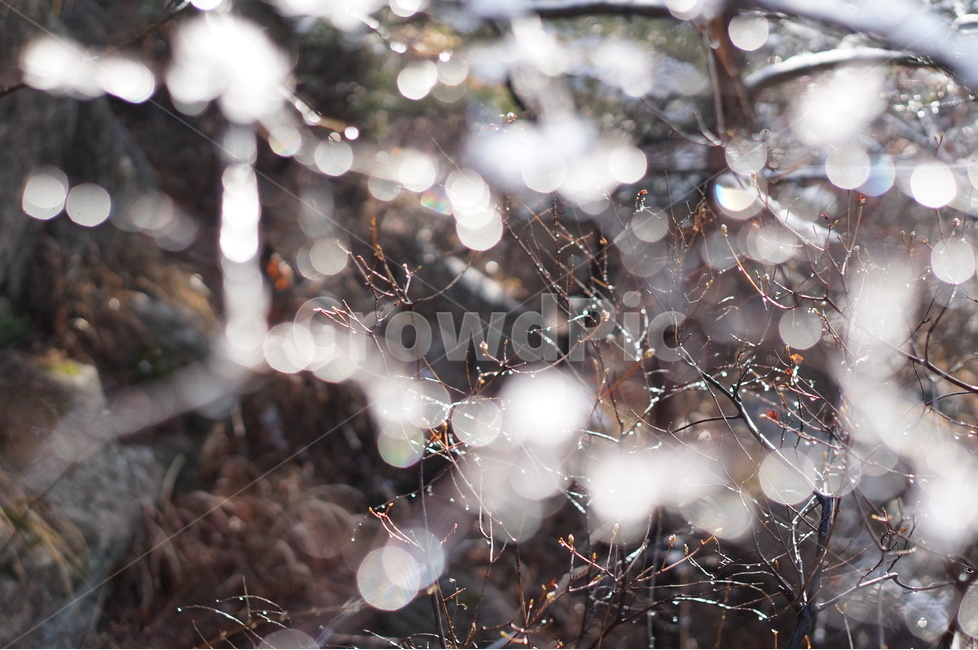 빛망울,보케,물방울,빛,풍경,나무,겨울,햇빛,식물,자연,plants,nature
