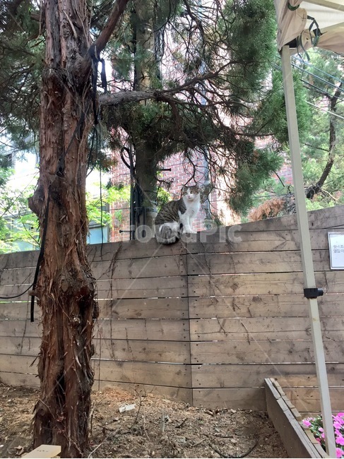 길고양이,고양이,나무울타리,울타리,나무,화단,꽃,분홍꽃,도시,흙,straycat,cat,fence,tree,flowerbed,flower,pinkflower,city,soil