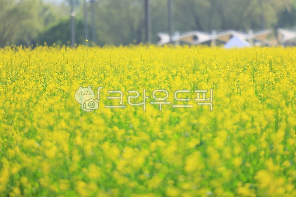 필드,유채꽃,꽃,유채꽃받,자연,서래섬유채꽅밭,노란꽃,봄이미지,봄