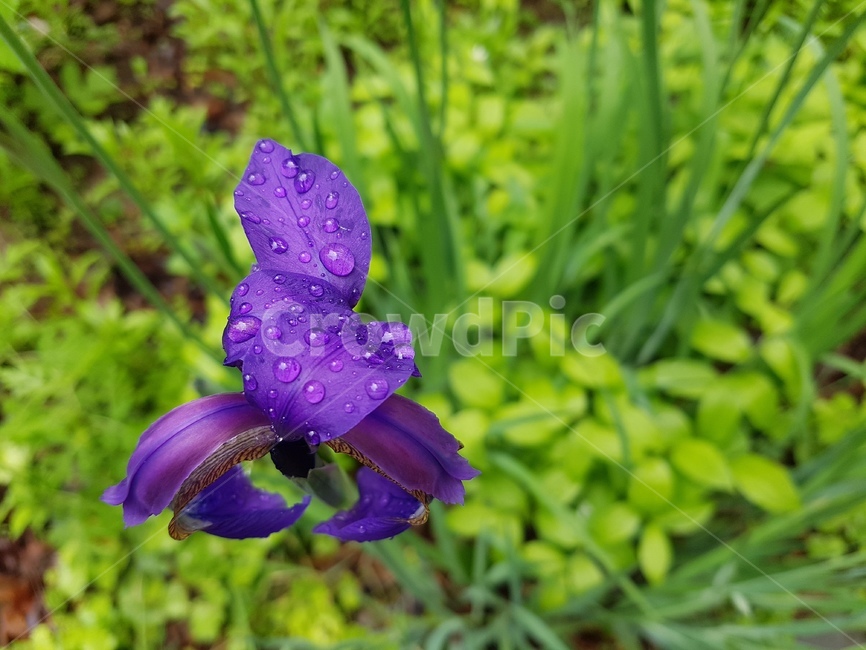 flower,꽃,iris,아이리스,식물,blossom,초록,green,빗방울,물방울,감성,자연,식물,자연,plants,nature,꽃,flower