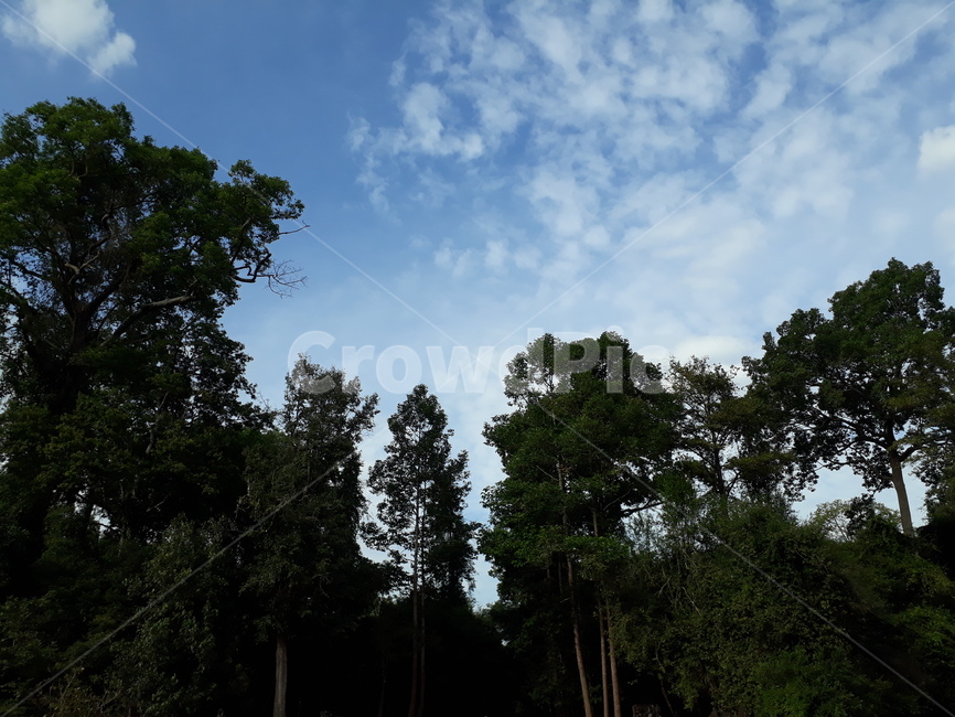 식물,tree,나무,plant,구름