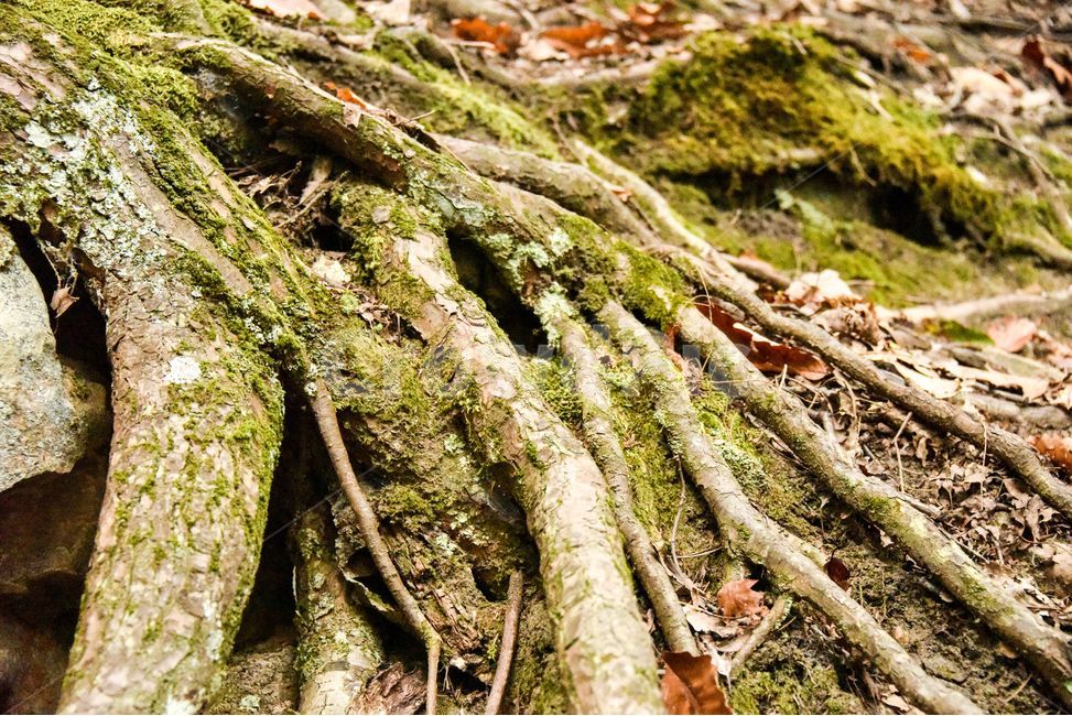 나무뿌리,뿌리,자연,나무,이끼,나무,trees,wood