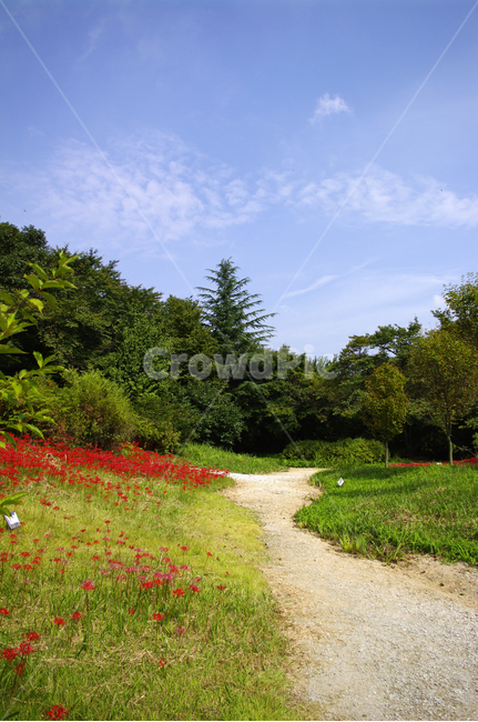 하늘,길,나무,꽃,꽃무릇,풍경,자연,풍경,nature,landscape,plant,식물,tree