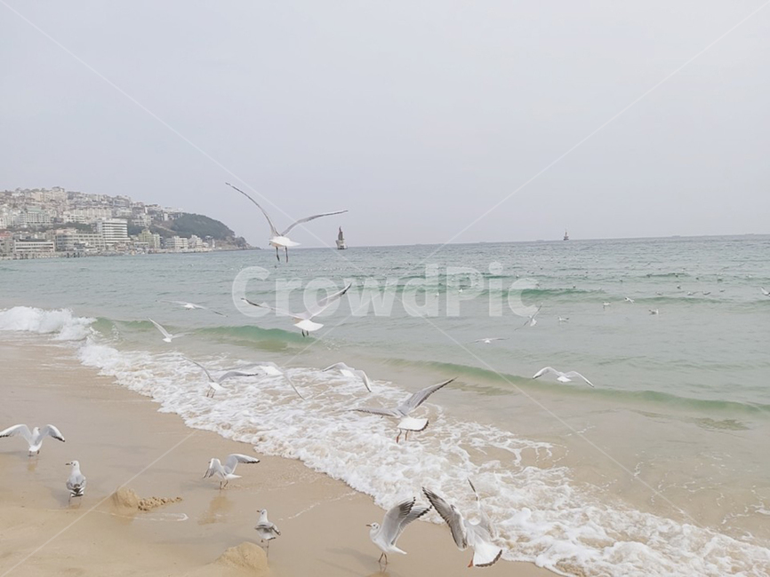 갈매기,날고있는새,바다,새,seagull,갈매기뒷모습,비행,bird,해변,바다,beach,sea,동물,animal,조류,새,birds