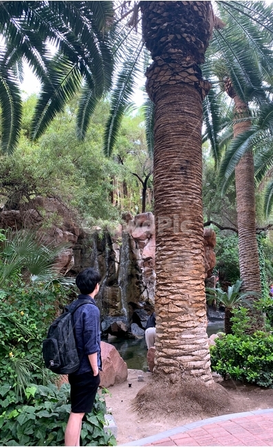 뒷모습,미국,서부,라스베가스,여행,여름,남자,풍경,라스베이거스,lasvegas,trip,traveling,human,male,사람,자연,나무,인물