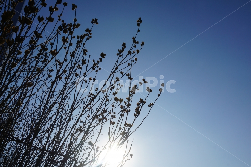 감성,추억,시,자연,희망,아련,식물,자연,plants,nature
