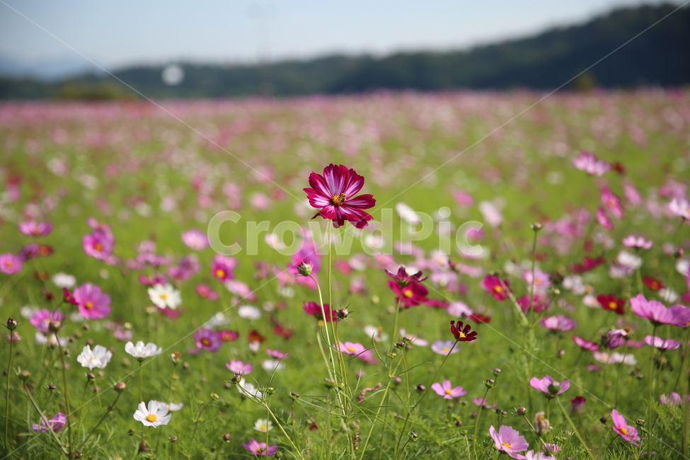 코스모스,꽃,식물,자연,comos,flower,plants,nature