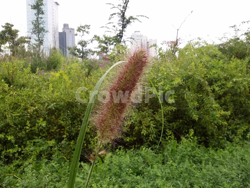 plant,식물,풀,자연,초목,식물,자연,plants,nature
