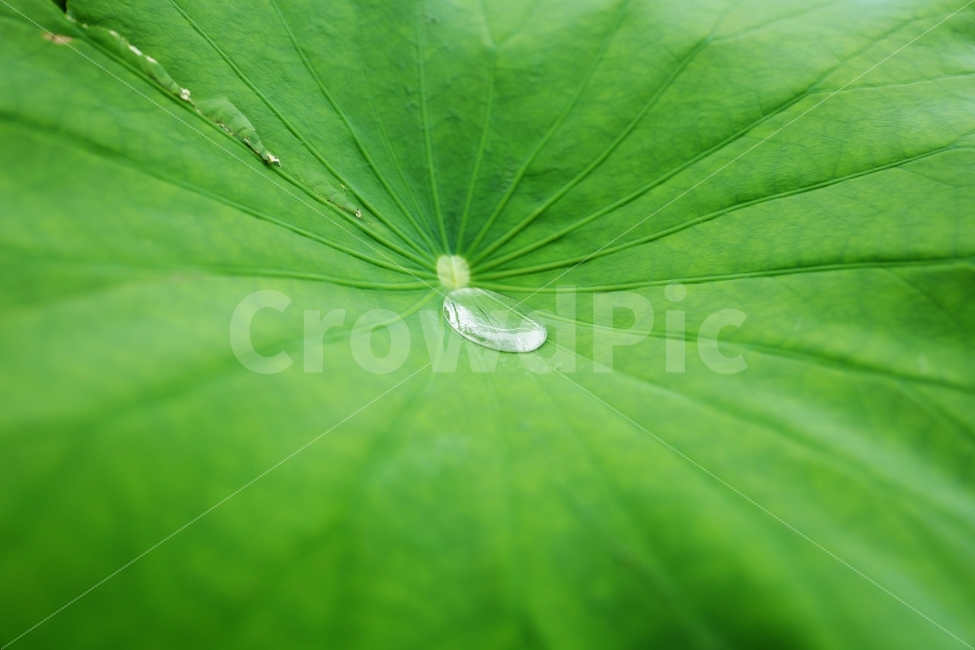 초록,연잎,잎,물방울,잎줄기,식물,자연,plants,nature