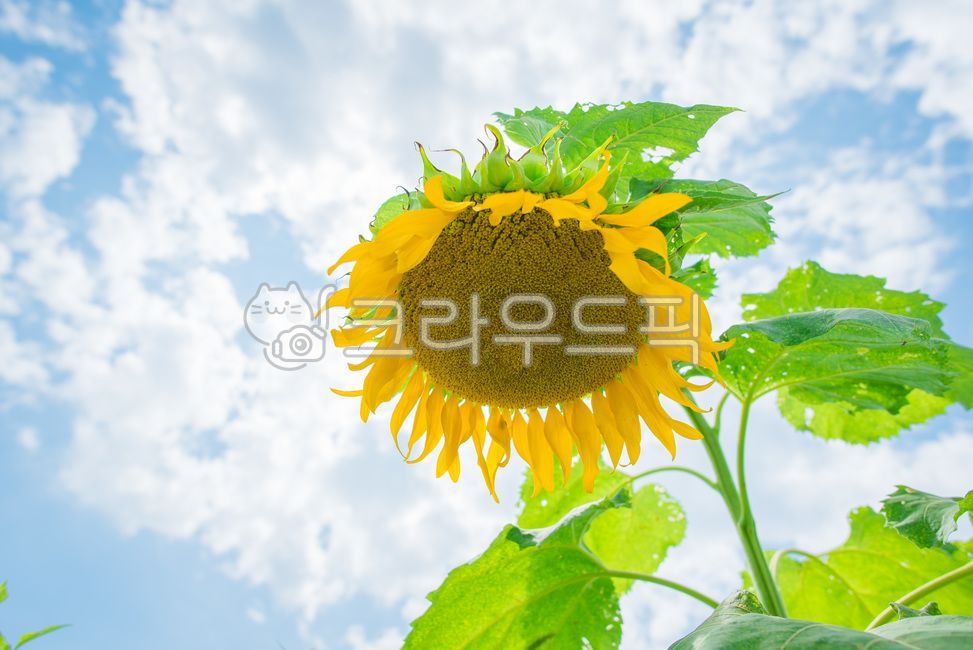해바라기,여름,하늘,여름하늘,여름사진공모전,식물,꽃,plant,flower,blossom,sunflower,summer,sky,여름,계절,summer,season,식물,자연,plants,nature,꽃,flower