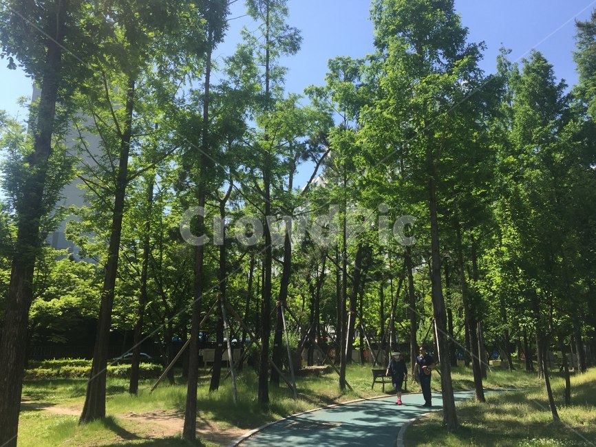 공원,숲,나무,하늘,풍경,맑은하늘,봄,산림욕