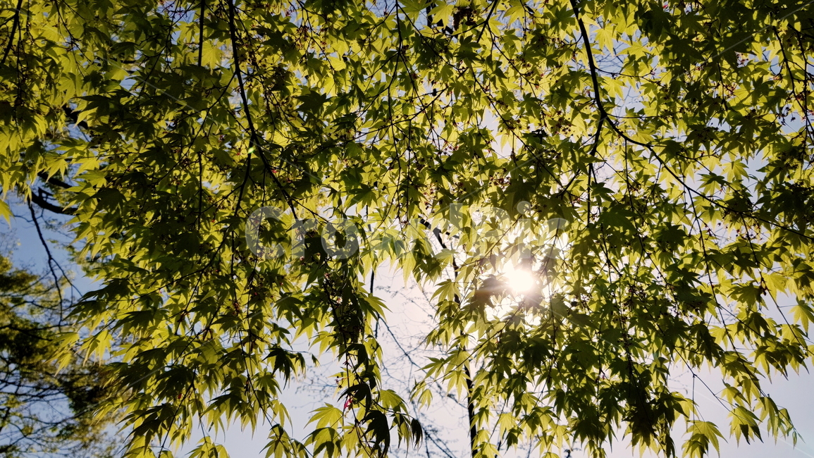 산책,가든,공원,나무,잎