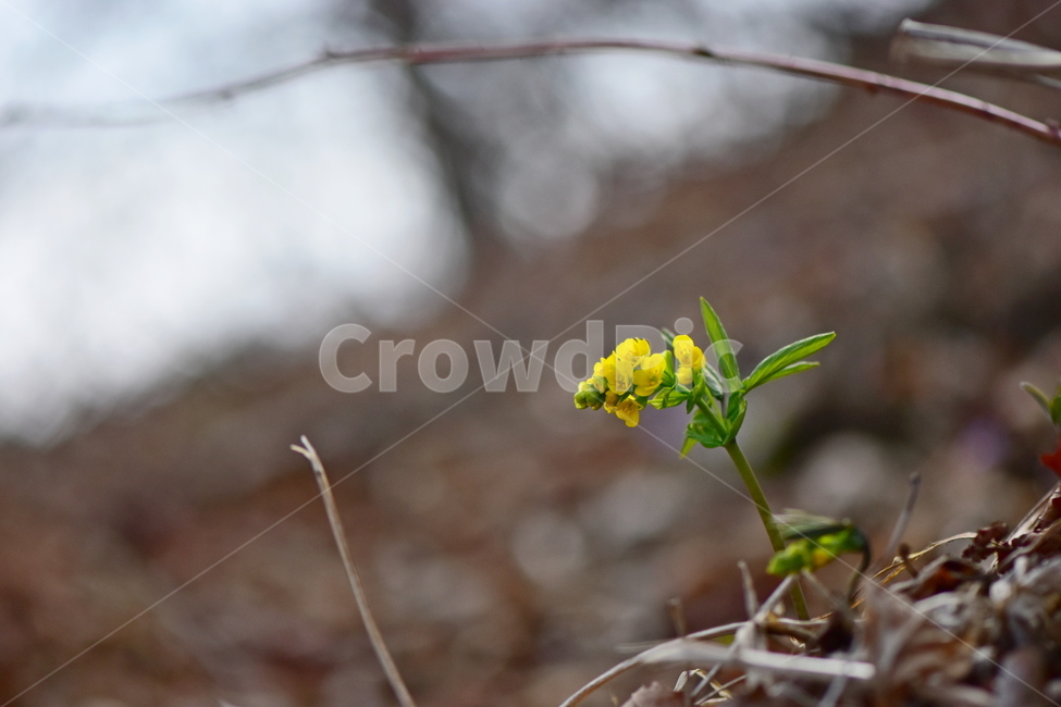 한계령풀,야생화,봄,꽃,풀꽃,자연,식물,식생,plants,nature,spring,season,flower