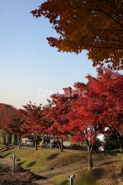 가을,낙엽,단풍,단풍잎,풍경,자연,계절,감성,fall,autumn,maple