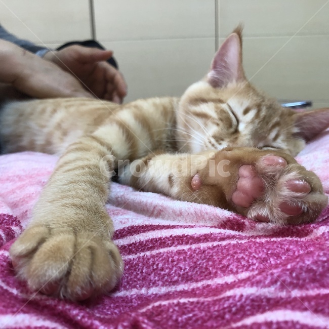 고양이,잠,애완동물,줄무늬,이불,동물,animal,포유류,mammal,고양이,cat,kitten,kitty