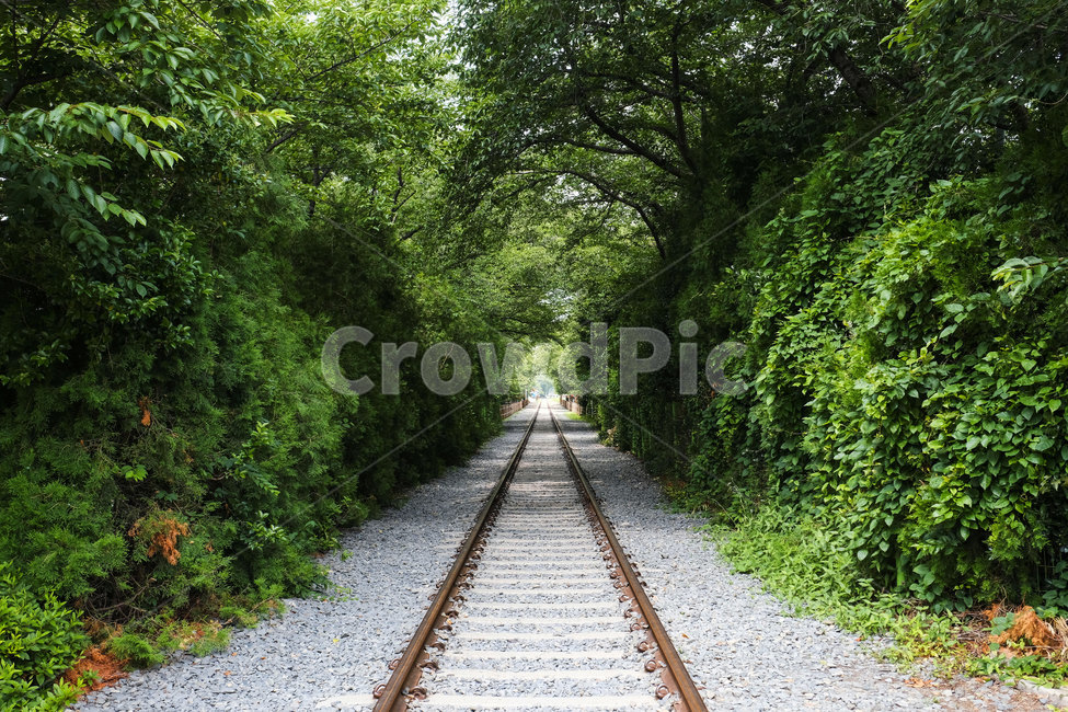 철길,풍경,레일,landscape,railroad,rail,tree,나무,기찻길