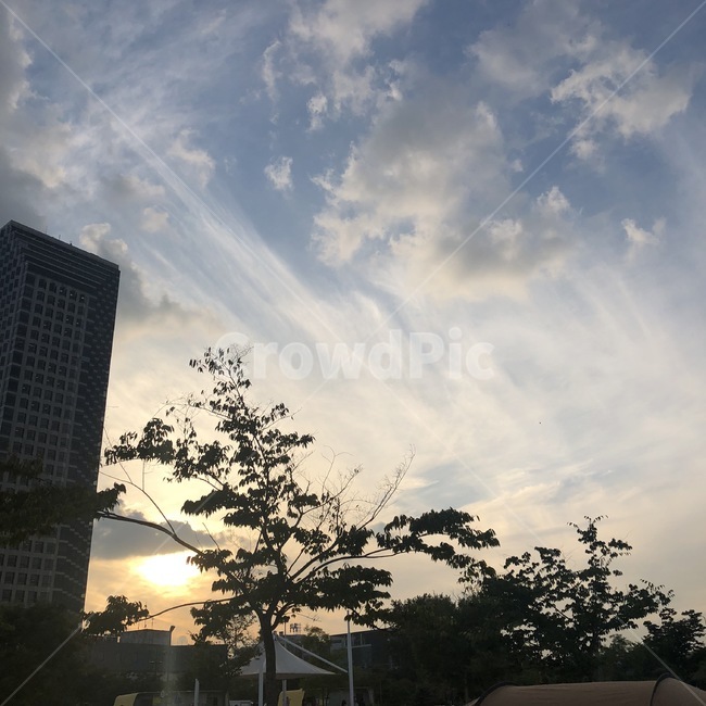 햇빛,구름,해질녘,하늘,나무