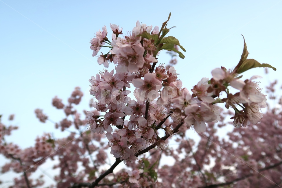 꽃,봄,계절,풍경,벚꽃,하늘,소풍,봄,계절,spring,season,plant,식물,flower,blossom