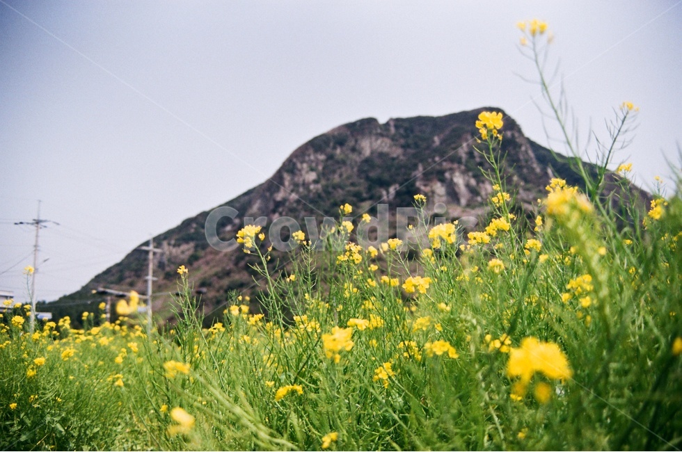 유채꽃,봄꽃,노란색,노란꽃,유채꽃밭,봄,계절,spring,season,식물,자연,plants,nature,꽃,flower,감성,sensible,feeling,field,들,grassland,목초지,outdoors,옥외,meadow,farm,농장,rural,농촌