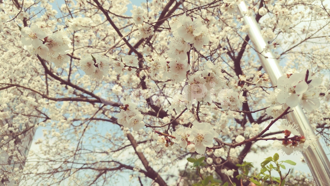 만개,꽃,봄꽃,벚꽃,나무,가지,하늘,flower,식물,하양,봄,나무꽃,매화,하얀색꽃