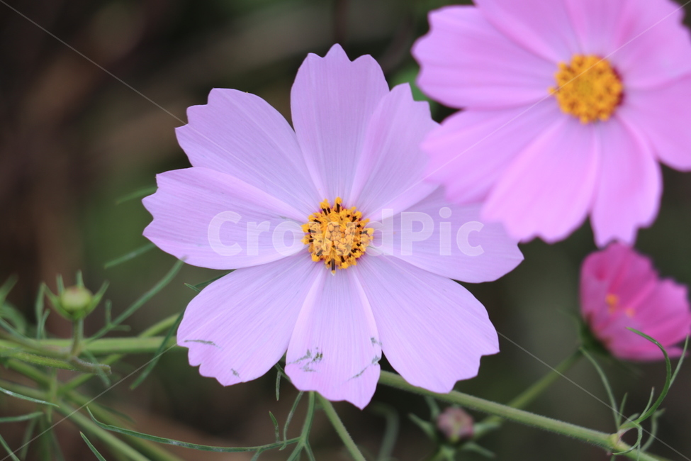 꽃,들꽃,야생화,flower,wildflower,식물,자연,plants,nature,꽃,flower