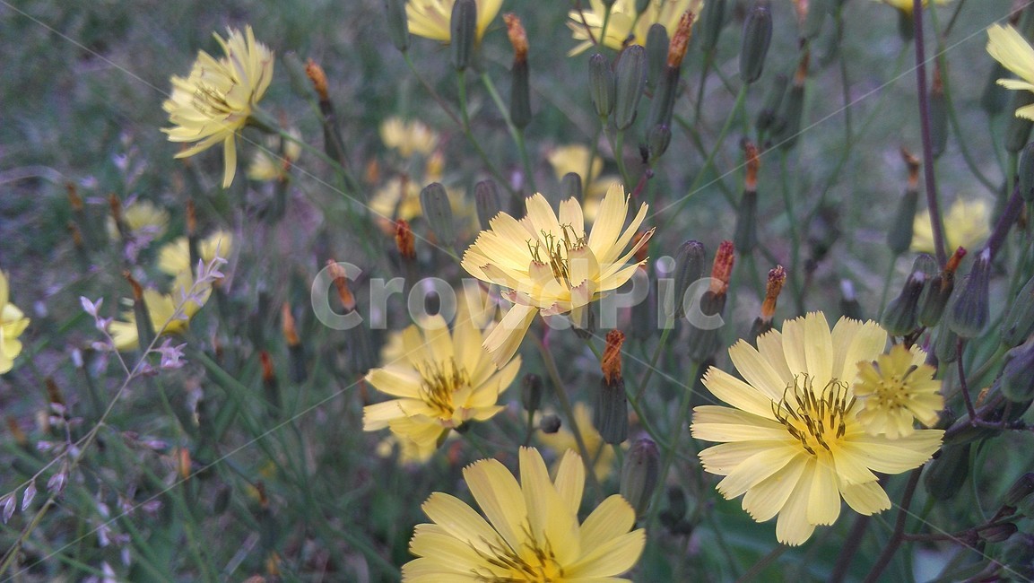 plant,식물,flower,yellow,wildflower,식물,자연,plants,nature,꽃,flower