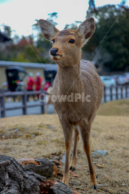 일본,나라,사슴,동물,귀여움,동물,animal,포유류,mammal