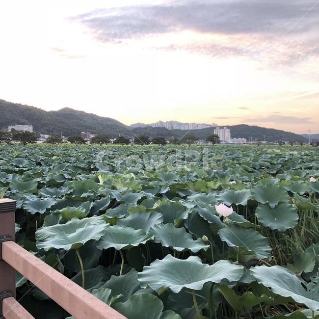 구미,지산샛강생태공원,연잎,연꽃,하늘,노을,노을하늘,자연,자연풍경,노을풍경,풍경,nature,landscape,초록,식물,분홍하늘,예쁜하늘,멋진하늘,생태공원,지산동,산,mountain,울타리,식물,자연,plants,nature
