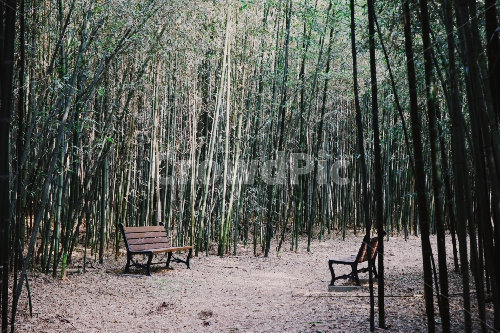 겨울,풍경,대나무,오솔길,벤치,의자,강,새,고요,아침,경관,자연,풍광,nature,landscape,한국자연풍경,한국자연경관,koreanaturelandscape,감성,감정,sensible,feeling,emotion,계절,season,마을,rural,한국전통,한국문화,koreatraditional,koreaculture,plant,나무,trees,wood,자연,풍경,nature,landscape,식물,plants,나무,trees,wood,휴식,힐링,rest,relaxation,healing,bench
