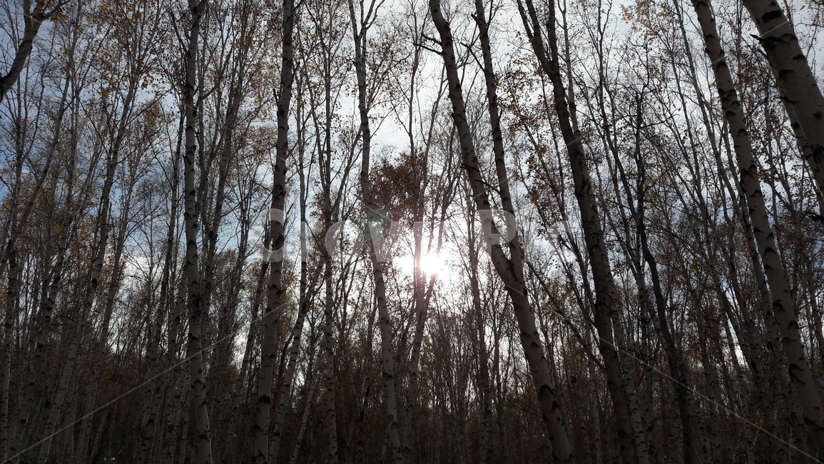 자연,나무,숲,풍경,노을,외로움,어두움,공포,숲속,자연,풍경,nature,landscape,flare,플레어,light,빛,plant,식물,tree